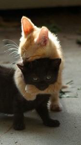 Создать мем: котята обнимаются, рыжий и черный котики, милые котики смешные