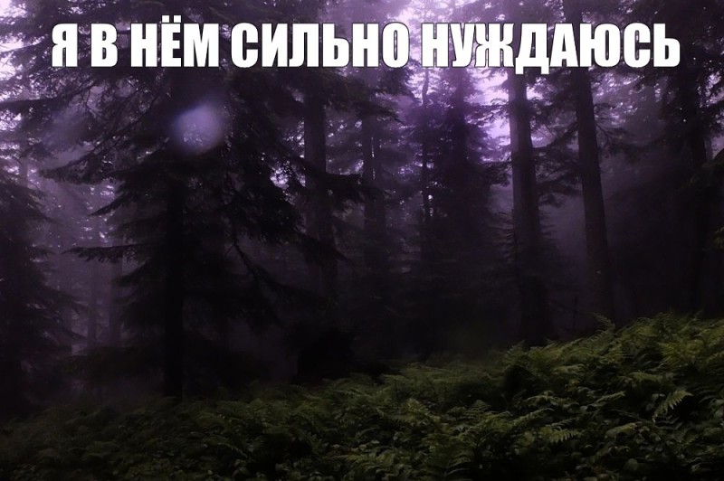 Create meme: the forest is dark, forest forest, foggy forest