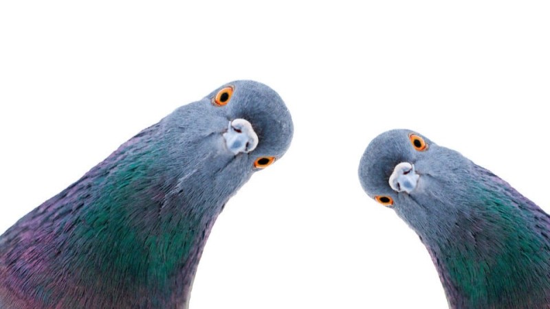 Create meme: blue pigeon, dove , the pigeon looks out