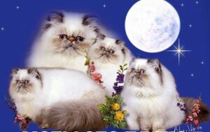 Create meme: Persian cat lilac point, Persian cat, Persian cat