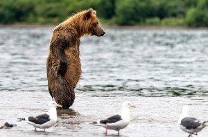 Create meme: ursus arctos, Kuril lake, wet animals