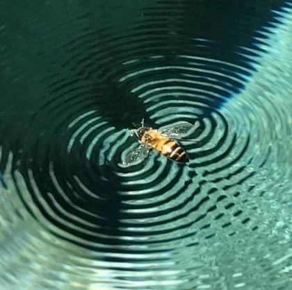Create meme: insects in the water, bee fly, aquatic insects