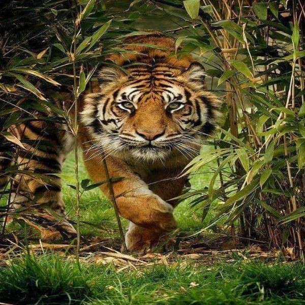 Create meme: tiger , Tiger in the jungle, the tiger is alive