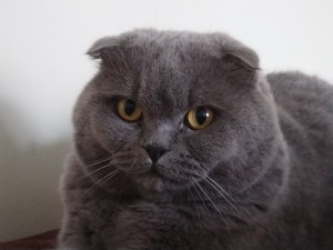 Create meme: cat Scottish, lop-eared, Scottish fold