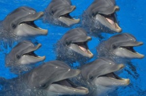 Создать мем: боевые дельфины, yunuslar, yunus balığı