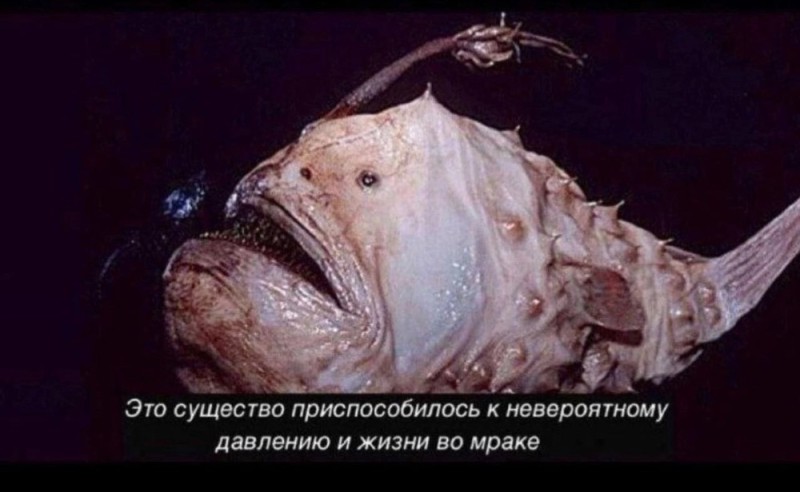 Create meme: angler fish male, monkfish angler, fish european anglerfish