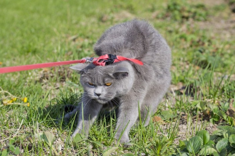 Create meme: cats on a leash, cat , cat 