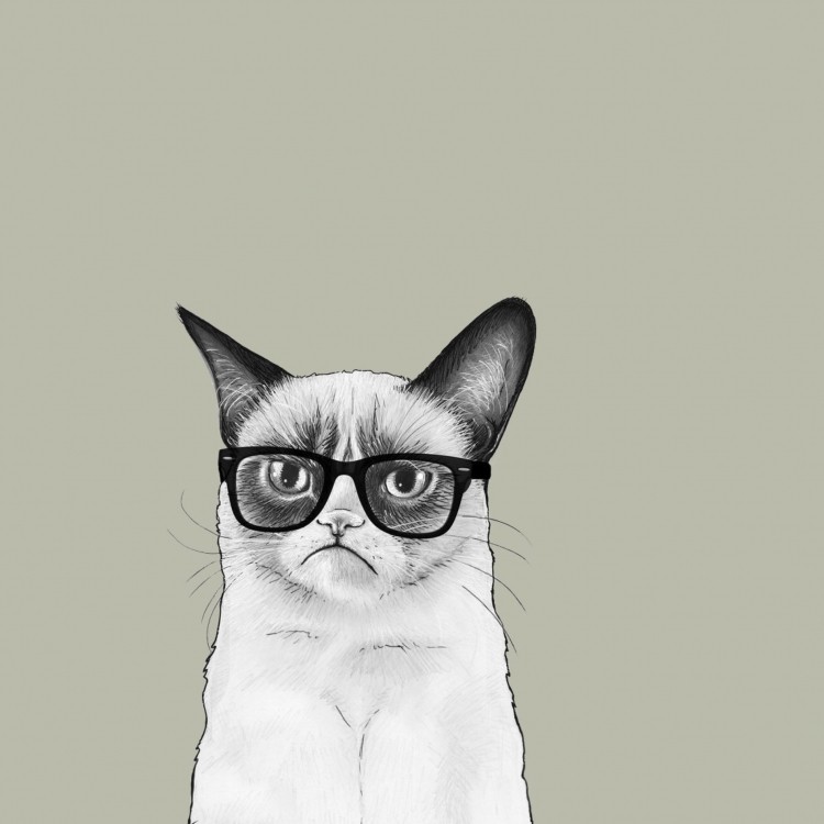 Create meme: cat in glasses , unhappy cat picture, a cat with glasses drawing