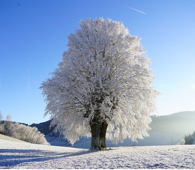 Создать мем: снежные деревья, зима дерево, деревья зимой
