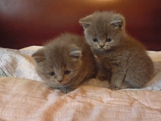 Create meme: Scottish fold cat, Scottish, kittens 