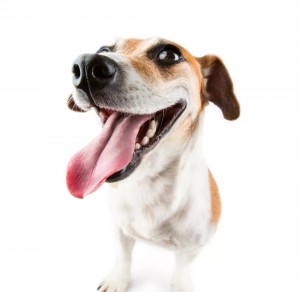 Create meme: dog Jack Russell Terrier