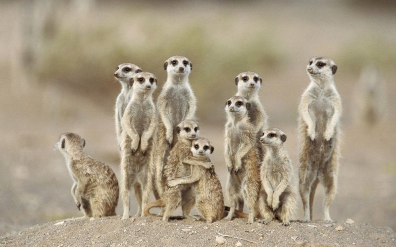 Create meme: meerkat animal, a pack of meerkats, meerkats 