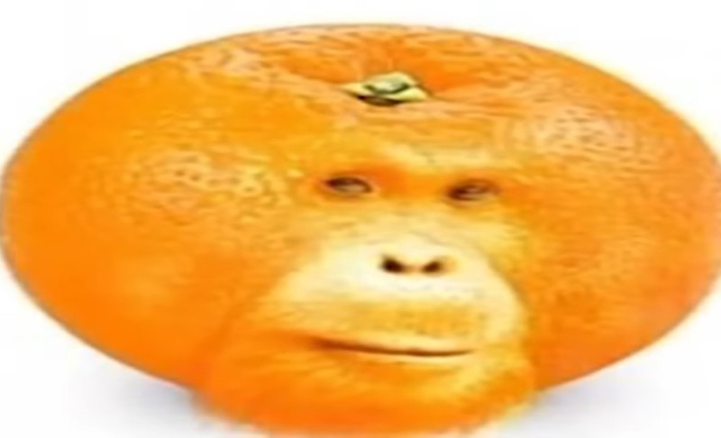 Создать мем: тухлый апельсин, обезьяна с мандарином мем, orange monkey