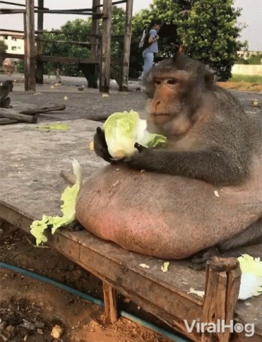 Create meme: fat monkey