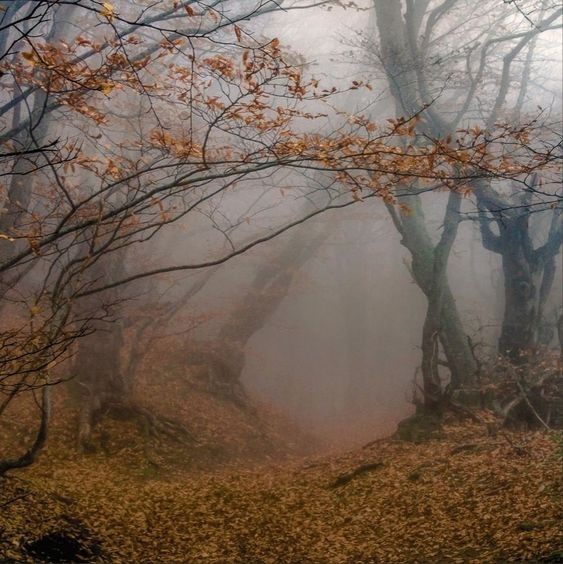 Create meme: autumn forest , autumn forest in the fog, autumn forest