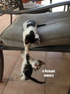 Create meme: cat funny, animals funny, funny cats