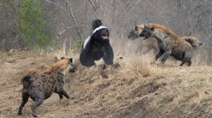 Create meme: lion vs hyenas