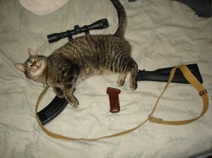 Create meme: gun, funny cat, weapons