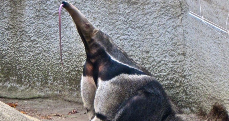 Create meme: anteater , giant anteater, an anteater animal