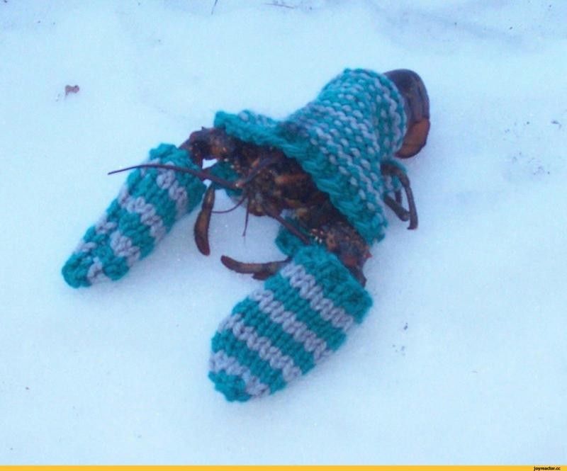 Create meme: lobster in mittens, knitted booties, knitted baby booties