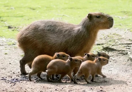 Create meme: little capybara, the baby capybaras, rodent capybara