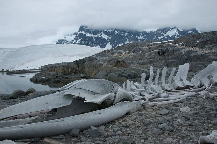 Create meme: teriberka Leviathan the skeleton of a whale, teriberka skeleton of a whale, dinosaur remains in Antarctica