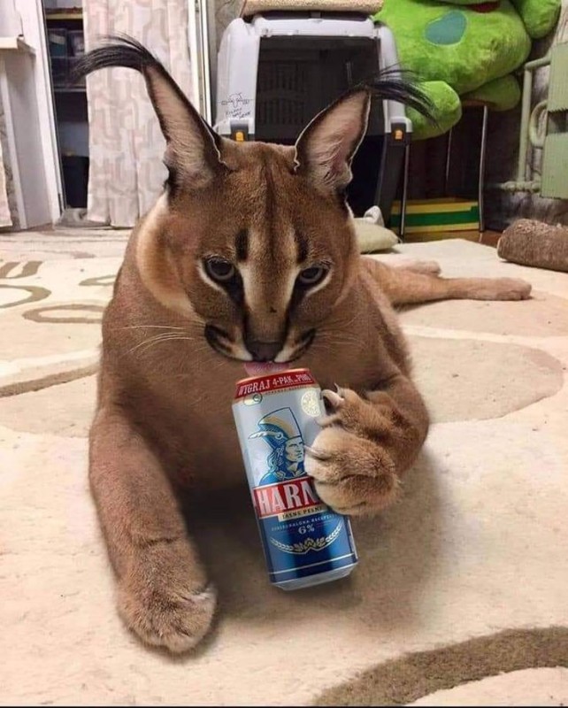 Create meme: karakal gosha, shlopa advertises zakamsky kvass, caracal meme