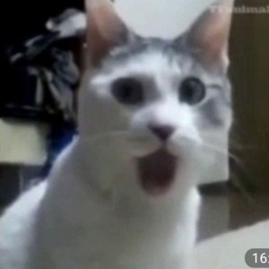 Создать мем: белый кот в шоке, удивленный котэ, офигевший кот
