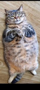 Создать мем: смешной жирный кот, смешные толстые коты, кот толстый