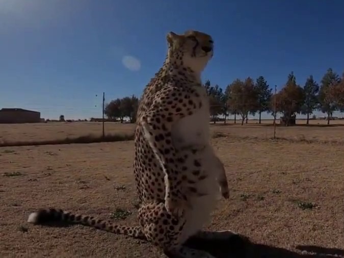 Create meme: Cheetah , domestic cheetah, animal cheetah