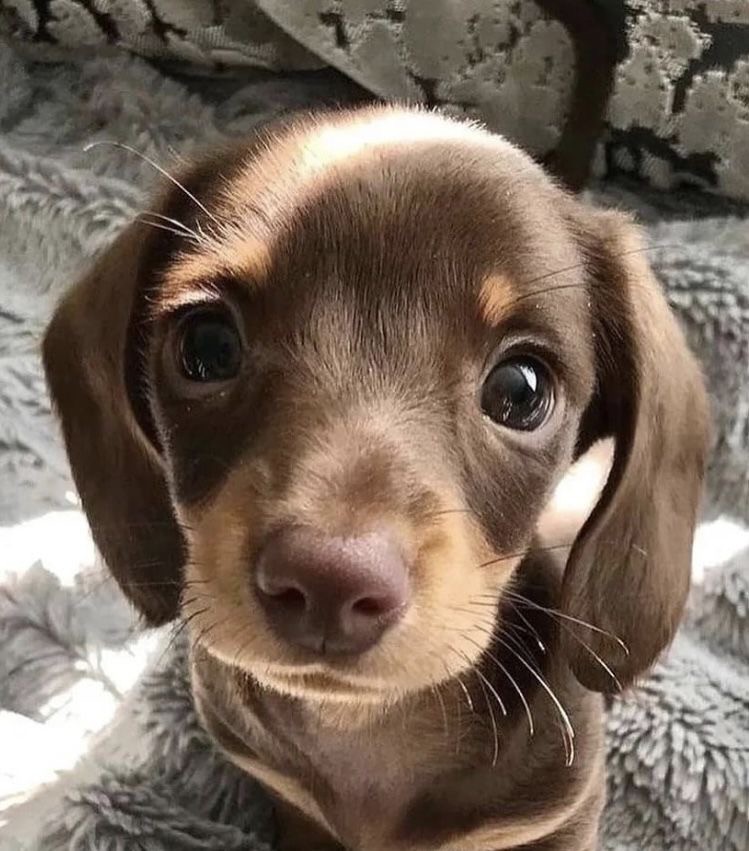 Create meme: Dachshund , the dachshund is small, dachshund puppies