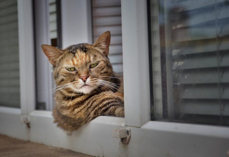 Создать мем: кошечка, котэ, коты