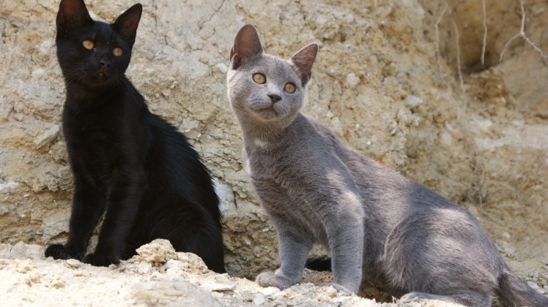 Create meme: The Kellas cat, the Russian blue cat, grey and black cat