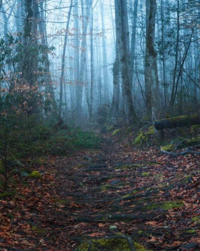 Create meme: nature forest , forest fog, forest 
