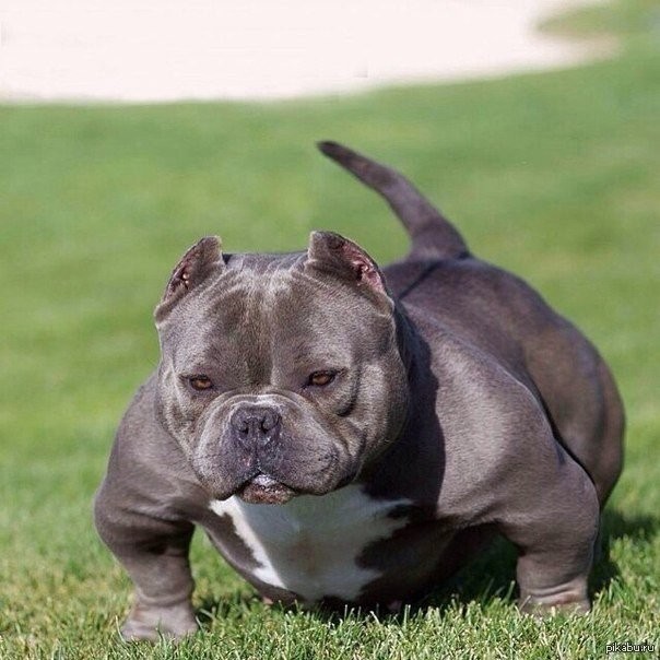 Create meme: A half-breed of a French bulldog and an American bully, breed american bully, Stafford Bully