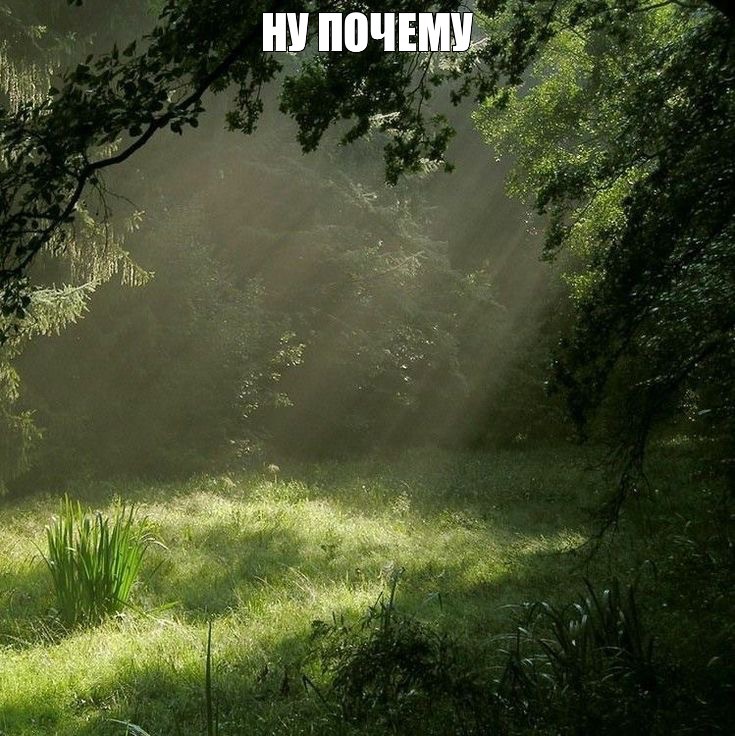 Create meme: summer morning in the forest, morning in the forest, the rays of the sun in the forest