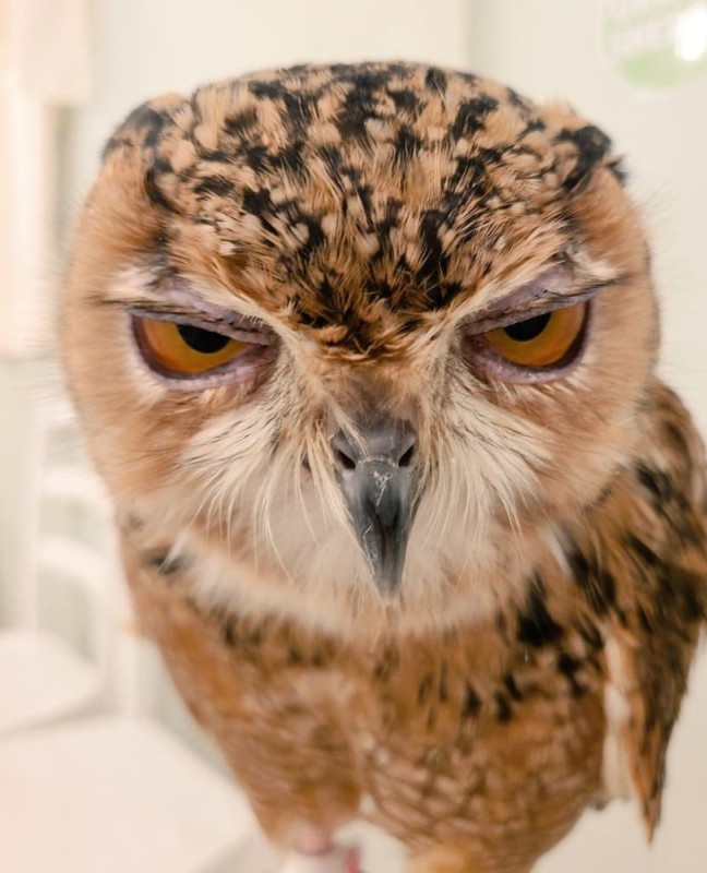 Create meme: horned owl, funny owls, owl owl