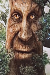 Создать мем: «брут» (2014) мультфильм, дерево, говорящее дерево