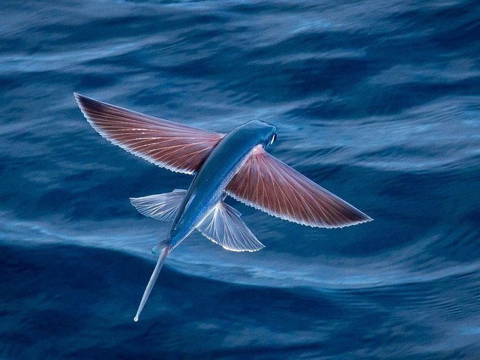 Create meme: flying fish, four-winged flying fish, Japanese flying fish Far Eastern longwing