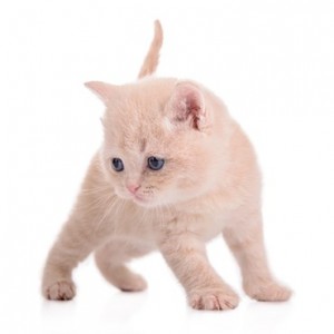 Create meme: cat on white, cat, Scottish kittens color