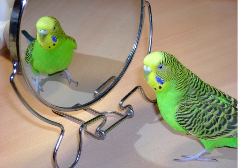 Create meme: The budgie, budgie female, The budgie is a half-breed