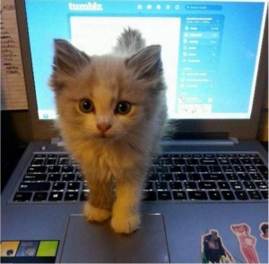 Create meme: kitten and computer, ginger kitten, cats