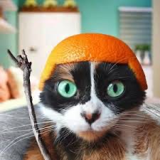 Create meme: cream show cat, cat , a cat with an orange on its head