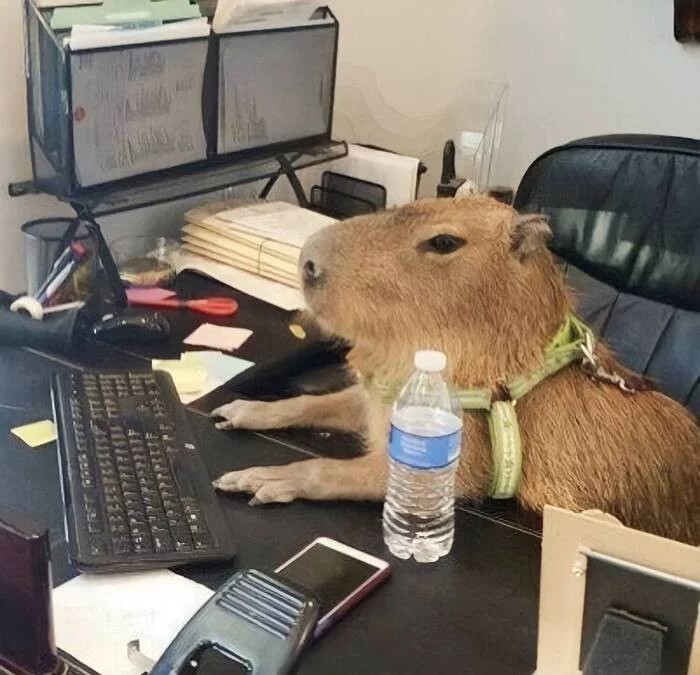 Create meme: a pet capybara, capybara is funny, re - uploading