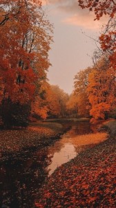 Create meme: autumn nature, Park in autumn, autumn