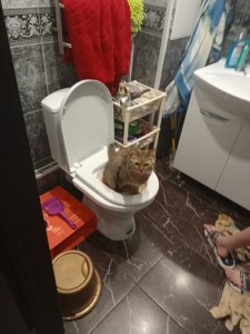 Create meme: funny cats, the cat on the toilet, funny cats