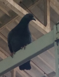 Create meme: miro resasi güvercin, siyah ( kara ) gümüşkuyruk filo güvercinleri, pigeons Dagestan marble