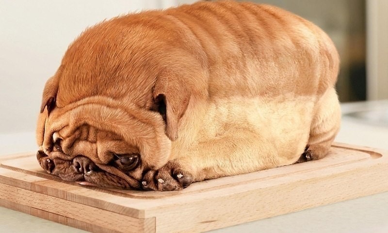 Create meme: red pug, fat dogs, the fattest dog