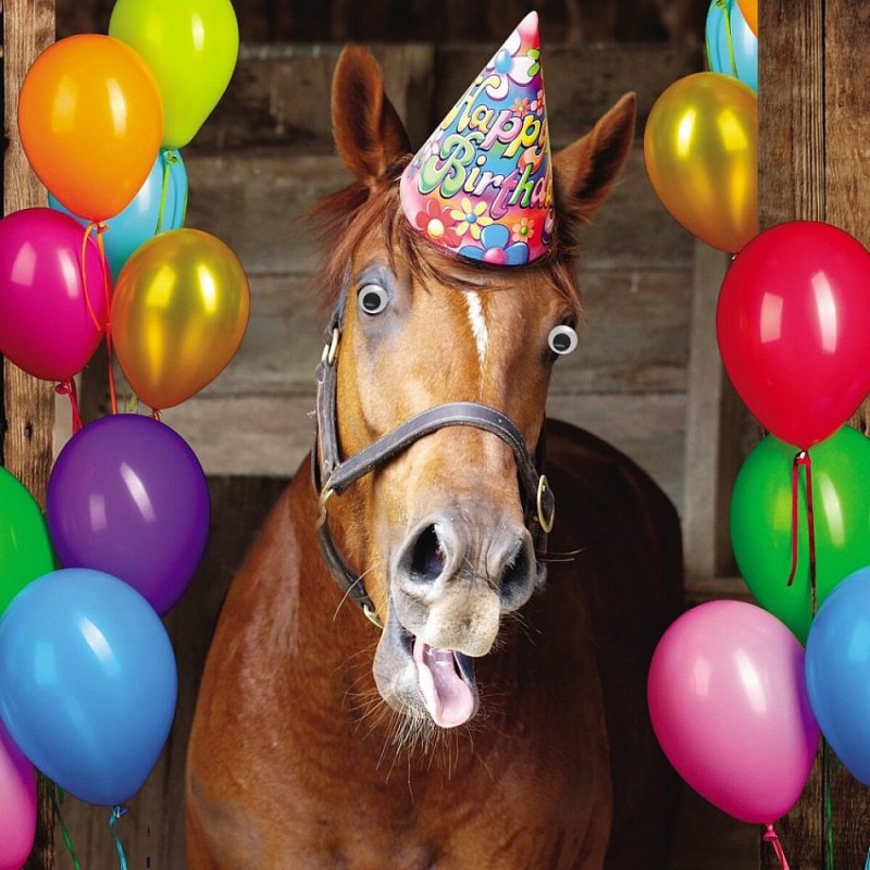 Create meme: horse happy birthday, animator for the horse's birthday, a horse in a cap