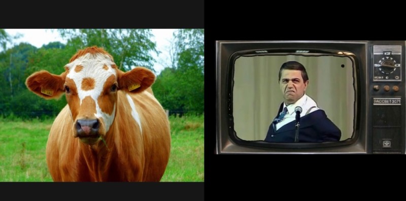 Create meme: cow , red cow, spotted cow